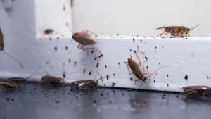Infestacja karaluchami, widoczne dorosłe osobniki i nimfy.