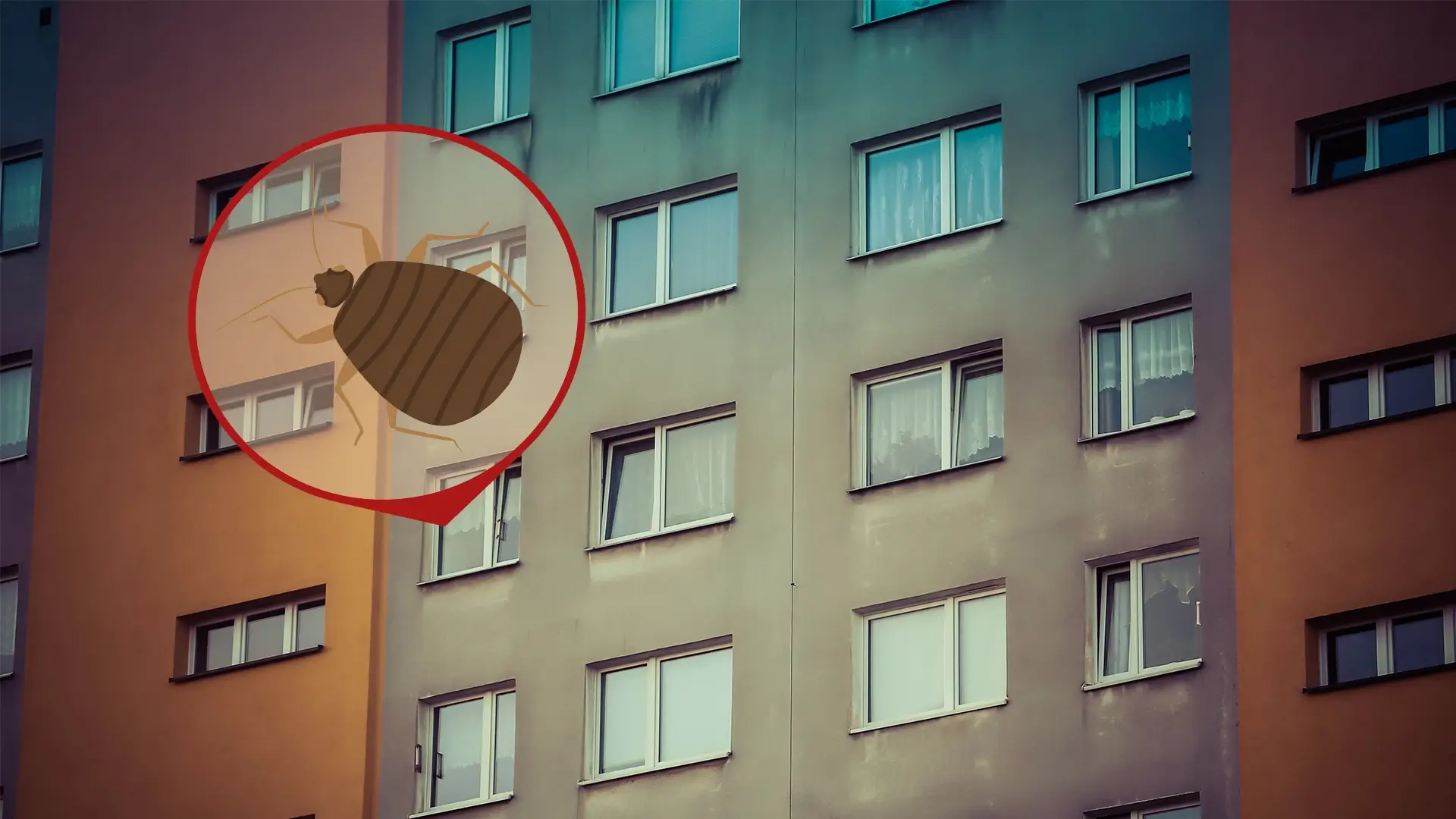 Co robić, gdy w bloku są pluskwy, czy pluskwy mogą  przeć z innego mieszkania?