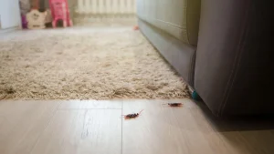 Szkodniki domowe – karaluchy na podłodze w mieszkaniu.