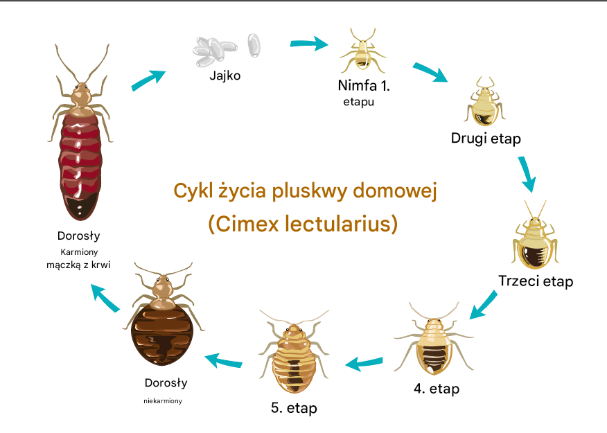 Cykl życia pluskwy