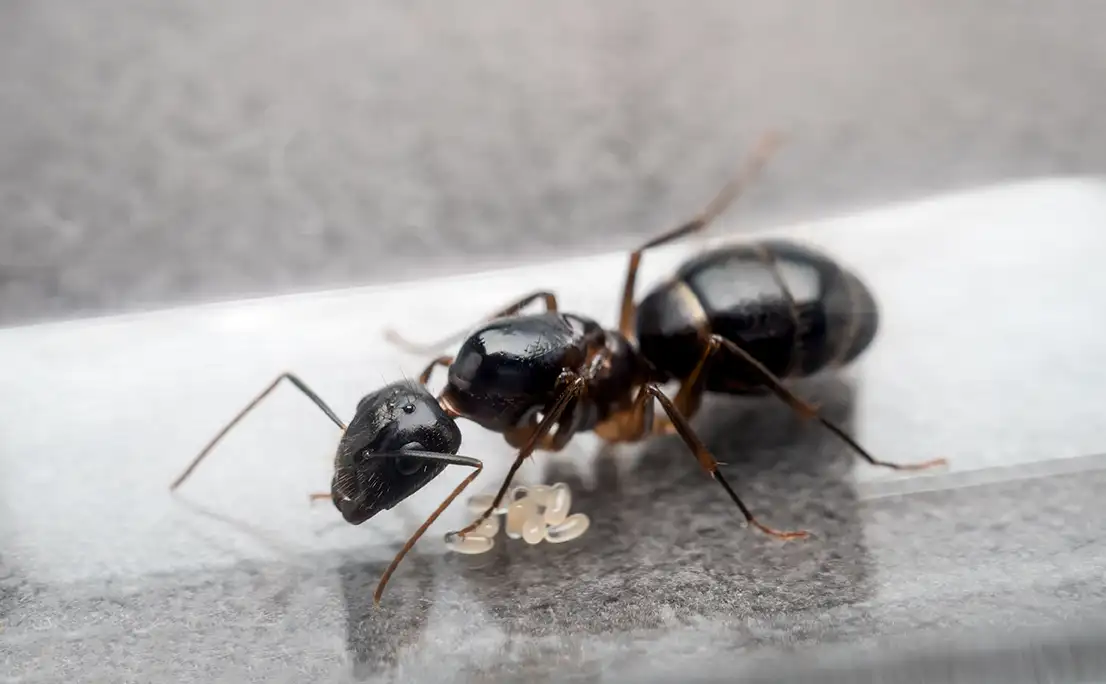 mrówka Camponotus