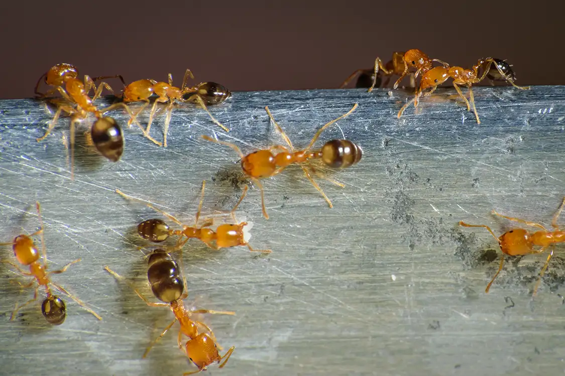 Monomorium pharaonis