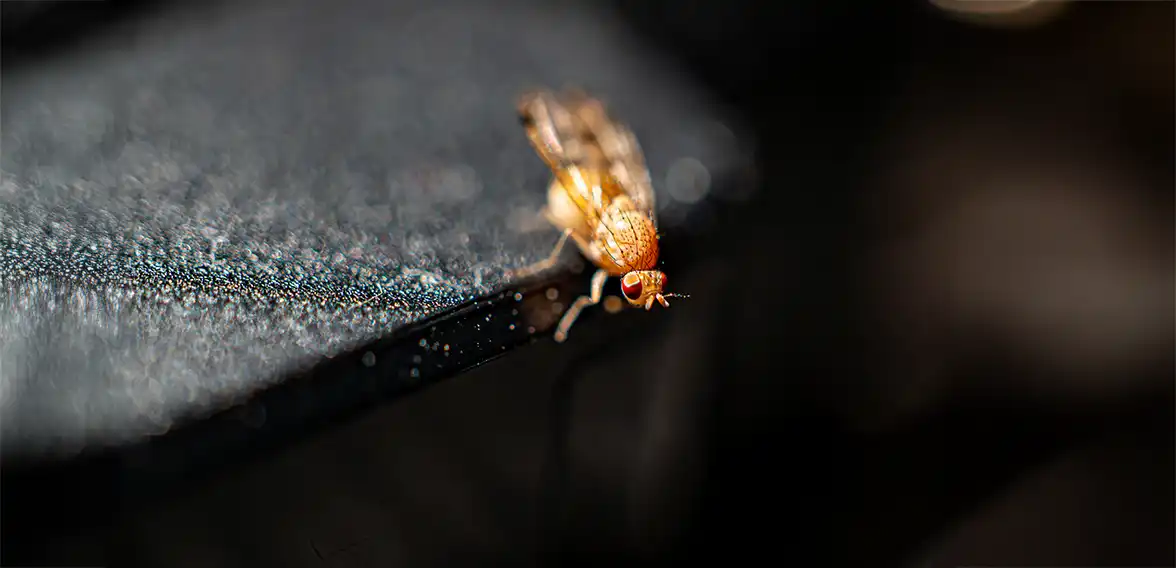 5 skutecznych sposobów na zwalczanie meszki w domu