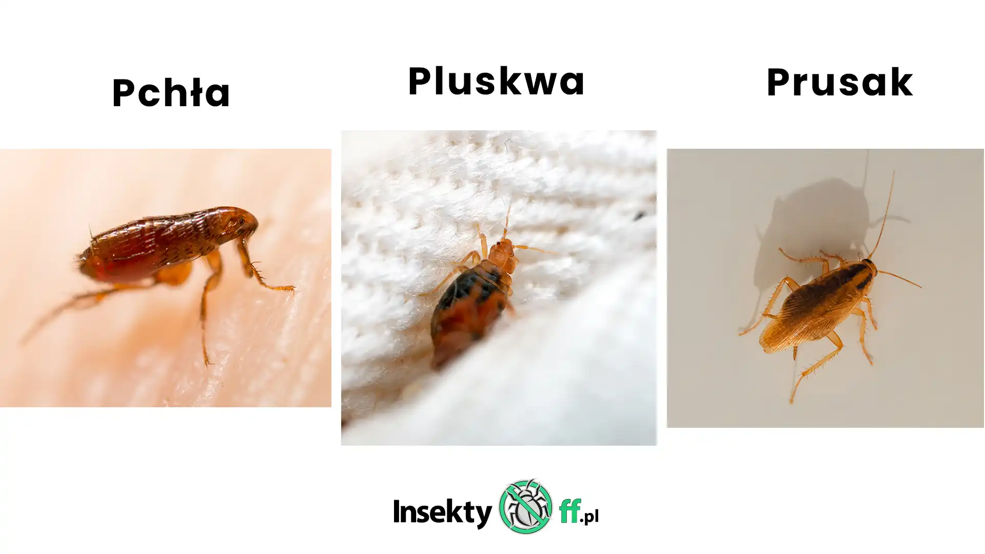 porównanie pchły prusaka i pluskwy 