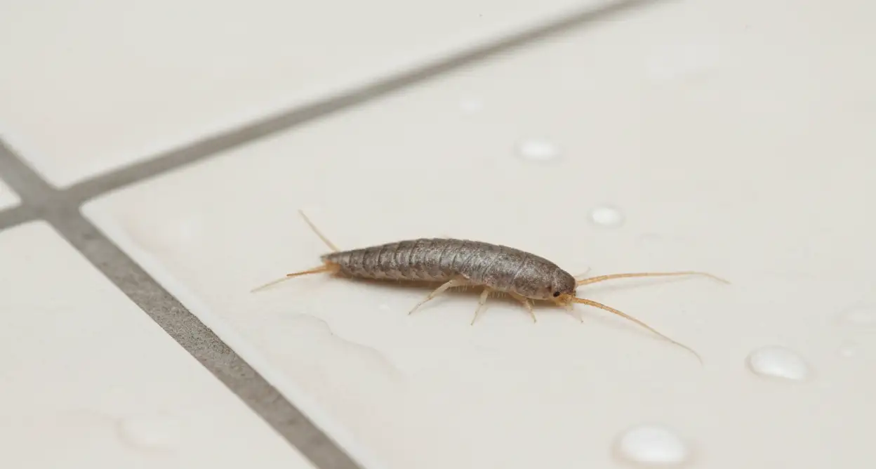 Zbliżenie na rybika cukrowego (Lepisma saccharina) na jasnych płytkach łazienkowych. Widoczne są jego charakterystyczne długie czułki i srebrzysty, połyskujący pancerzy
