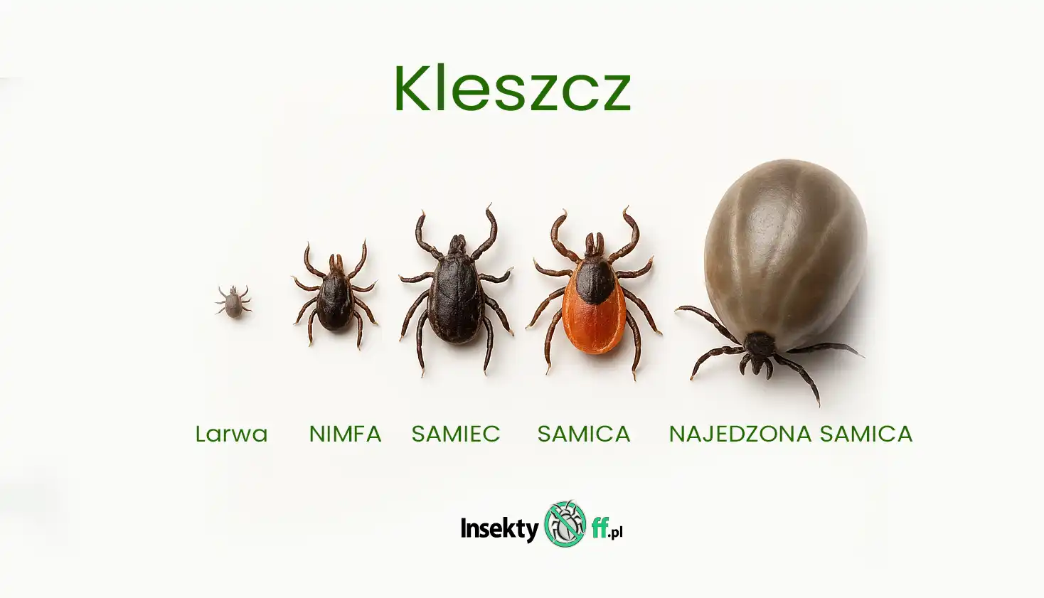 Cykl życia kleszczy