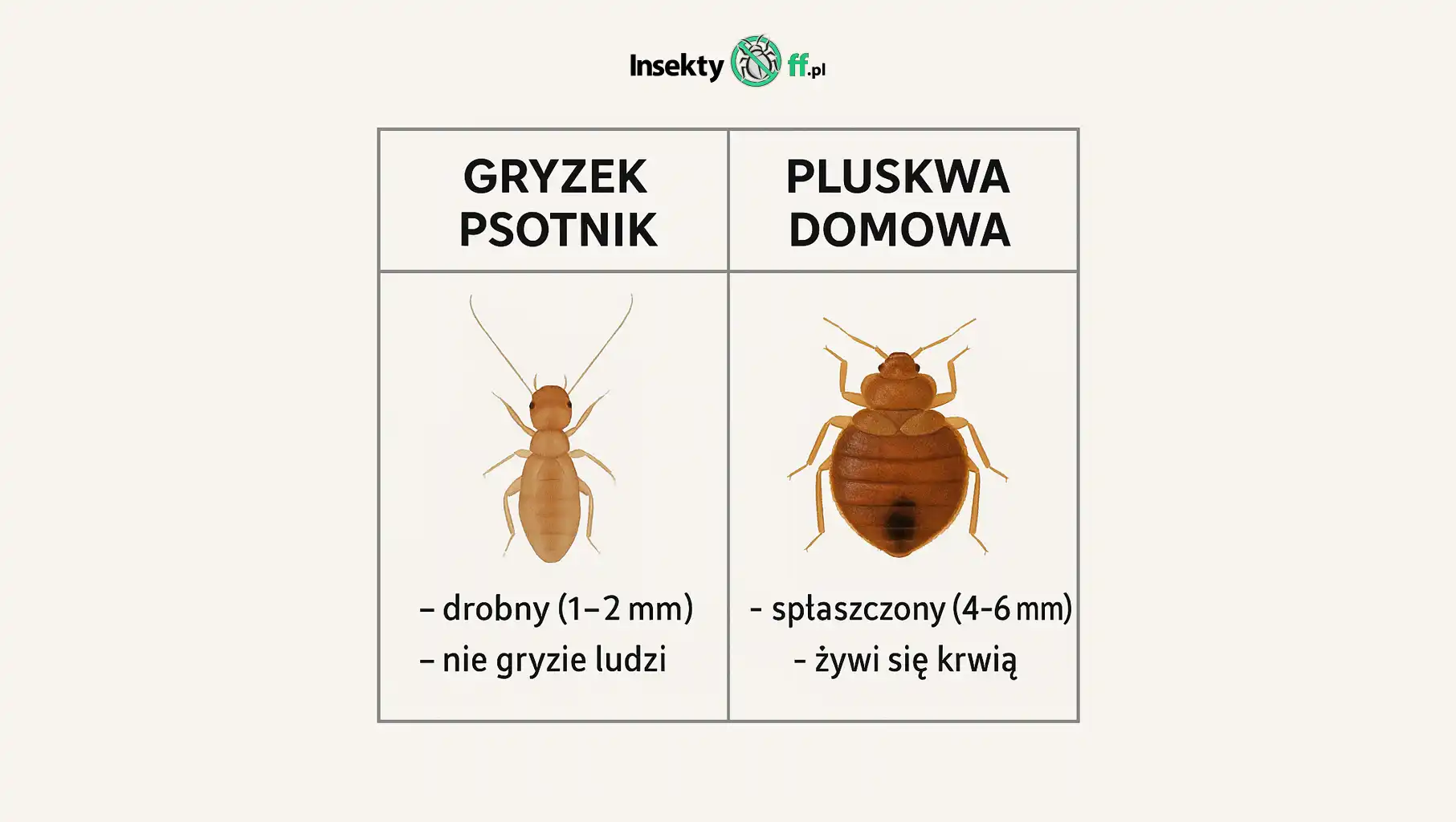 Gryzek psotnik a pluskwa   domowa
