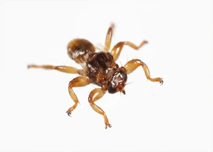 Latające kleszcze - strzyżak