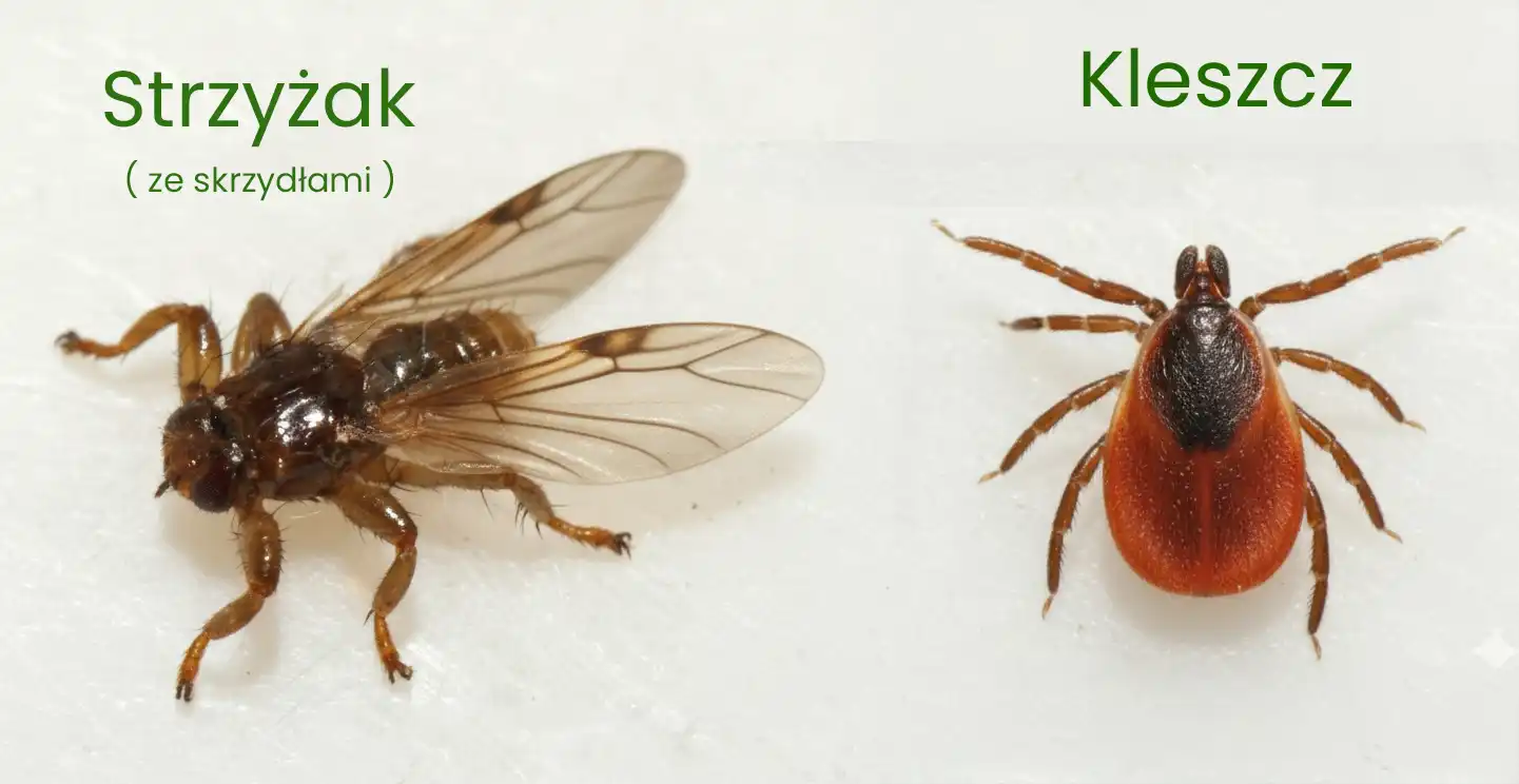 latający kleszcz vs kleszcz