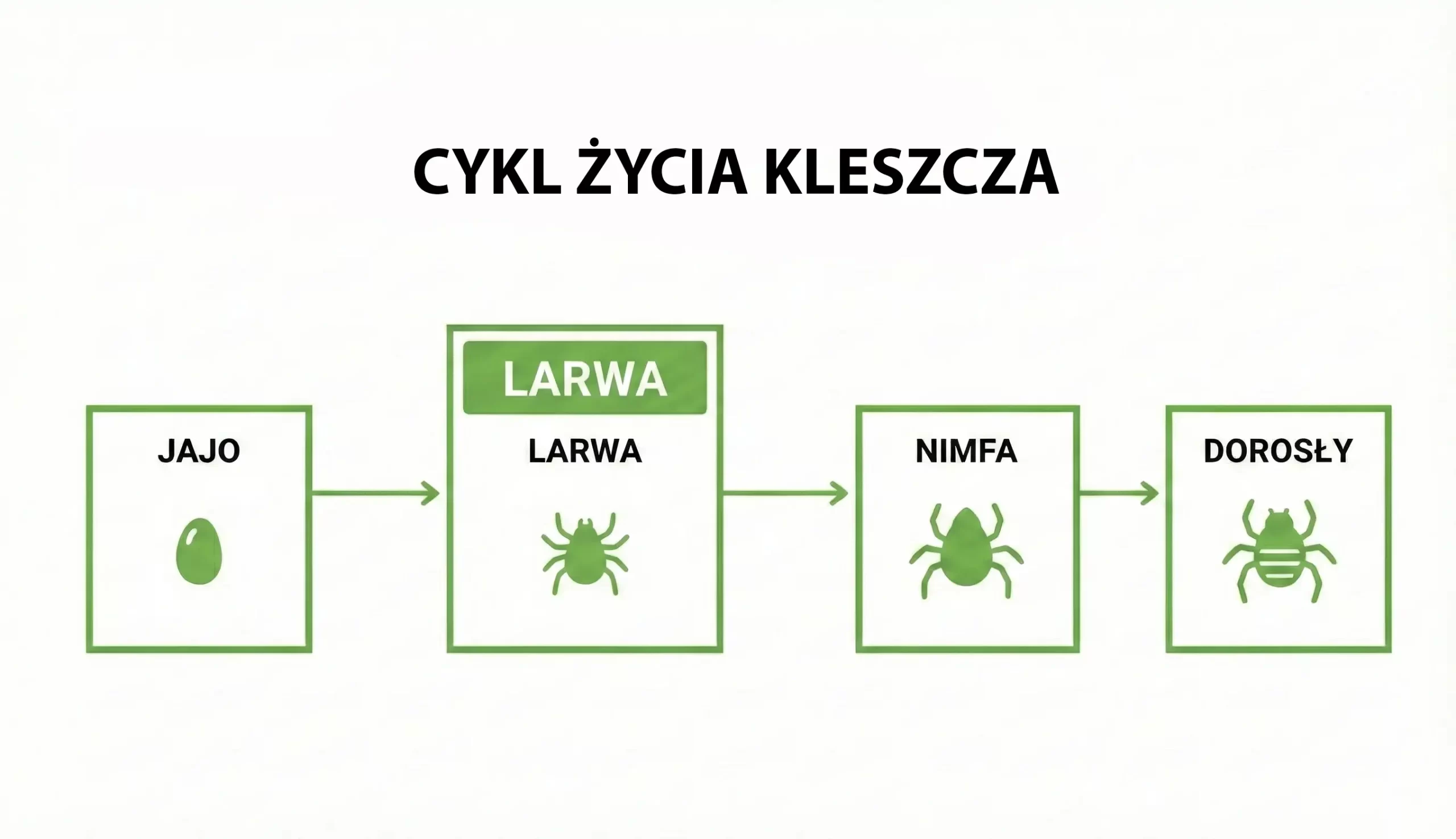 Pozioma infografika przedstawiająca cykl życia kleszcza. Diagram pokazuje cztery kolejne stadia rozwoju połączone strzałkami: Jajo, Larwę (mały kleszcz z sześcioma nogami), Nimfę (średni kleszcz z ośmioma nogami) oraz osobnika Dorosłego (największy kleszcz z ośmioma nogami).