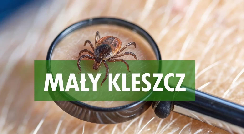 mały kleszcz grafika hero