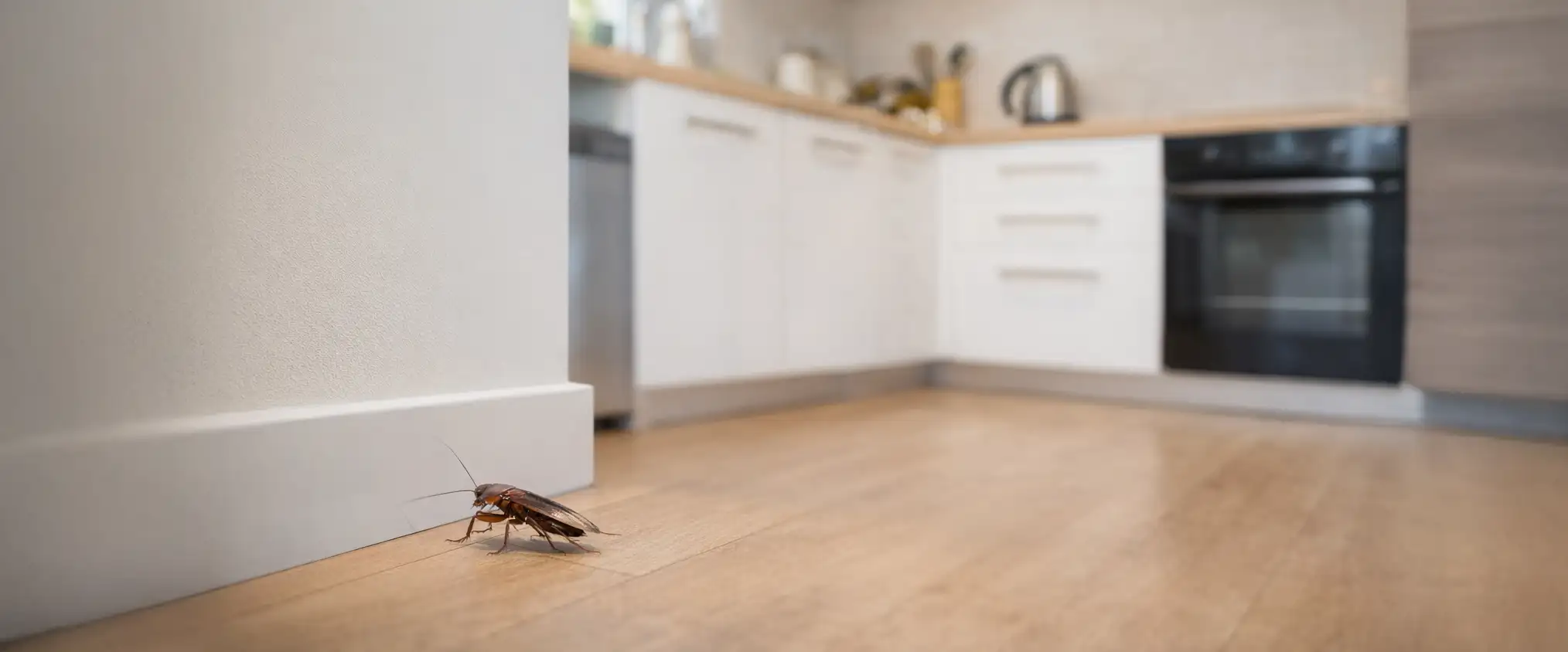 Skąd się biorą karaluchy i jak skutecznie się ich pozbyć