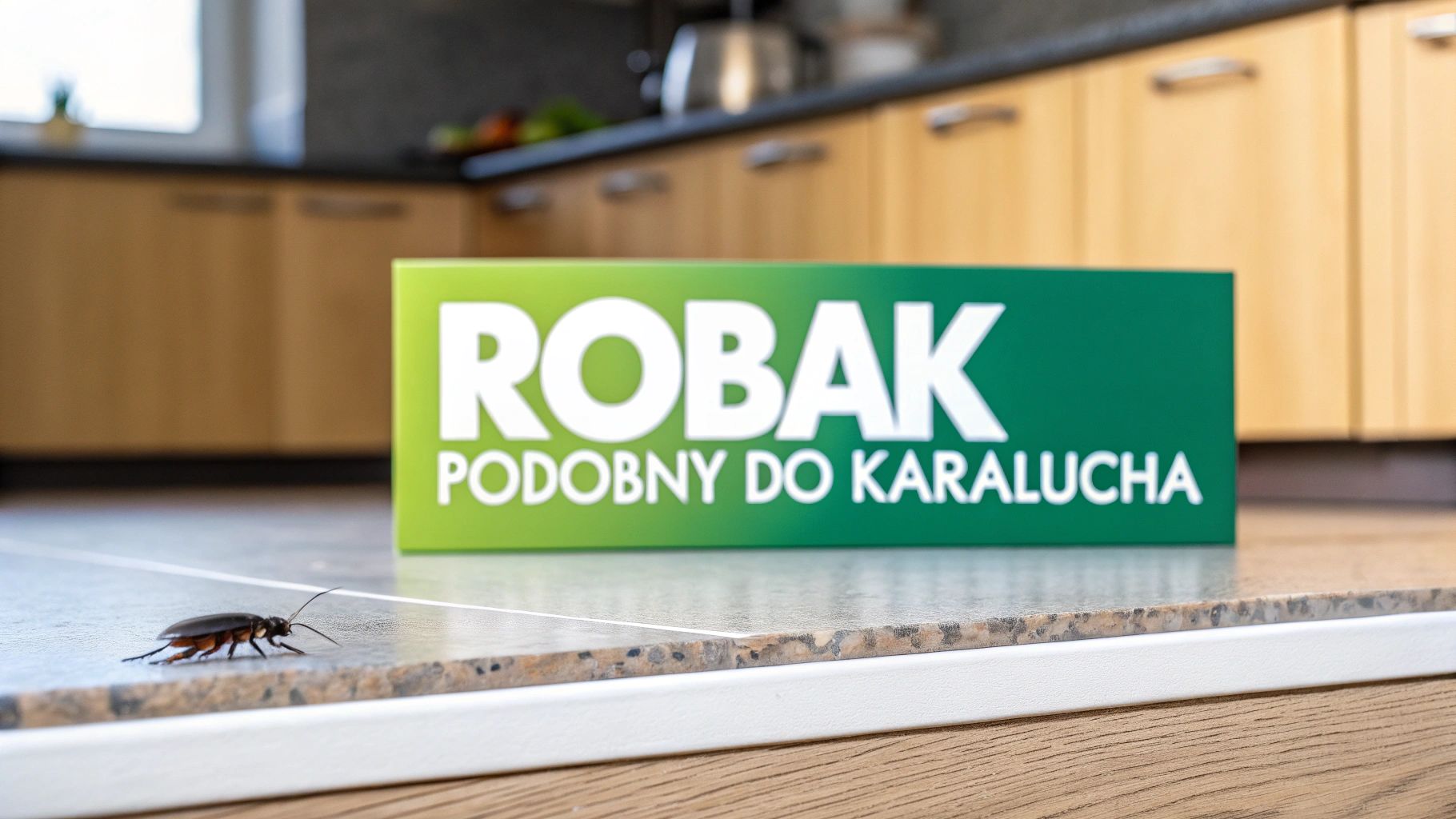 Robak podobny do karalucha: odróżnij prusaka od karaczana i kiedy wezwać pomoc