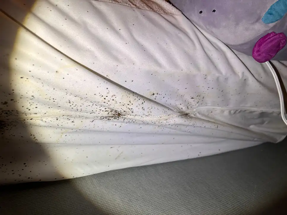 zdjęcie przedstawiające 
Odchody pluskiew na pościeli – jak wyglądają i co oznaczają?