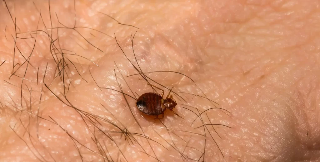 Zdjęcie przedstawia Pluskwa domowa - Cimex lectularius