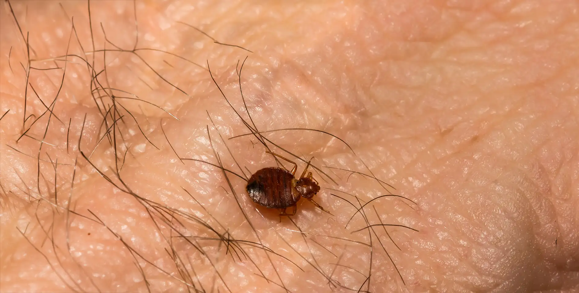 Pluskwa domowa (Cimex lectularius) – Kompendium wiedzy