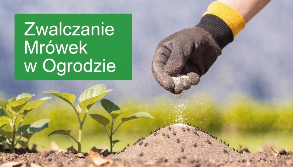 ant control in the garden ant treatment