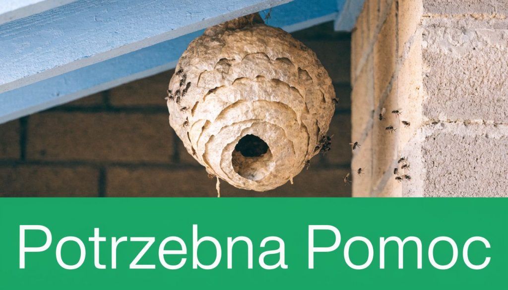 Gniazdo os zawieszone pod dachem domu obok ceglanej ściany z kilkoma latającymi w pobliżu owadami