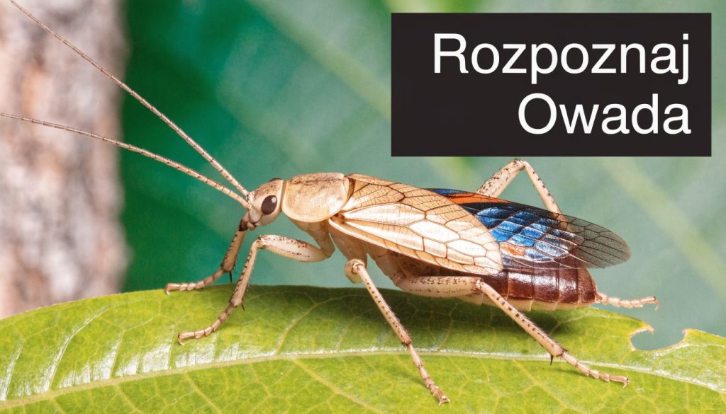 Zadomka leśna z charakterystycznymi niebieskimi skrzydłami siedząca na zielonym liściu w naturalnym środowisku leśnym.