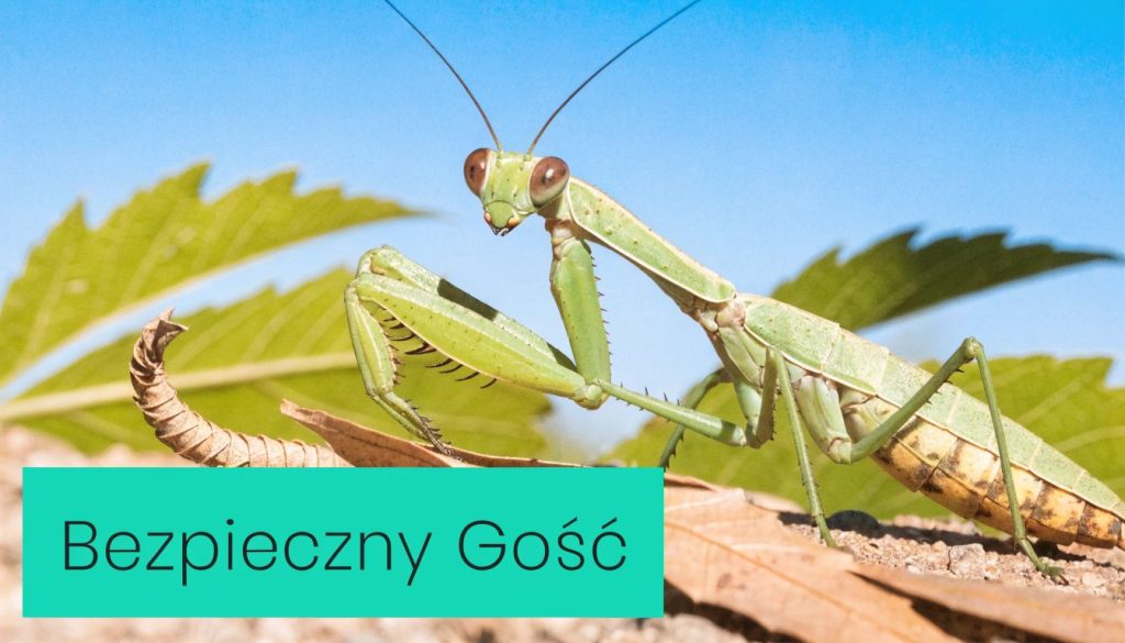 Zielona modliszka odpoczywająca na suchym liściu z napisem Bezpieczny Gość na jasnym, błękitnym tle.
