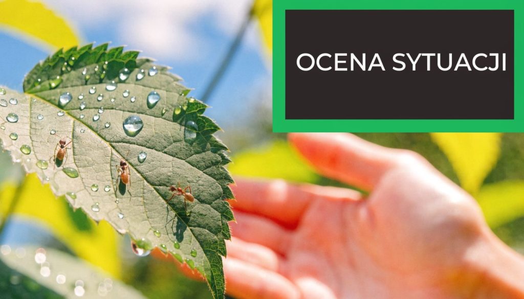 Dłoń zbliżająca się do zielonego liścia z kroplami rosy oraz trzema małymi mrówkami na jego powierzchni.