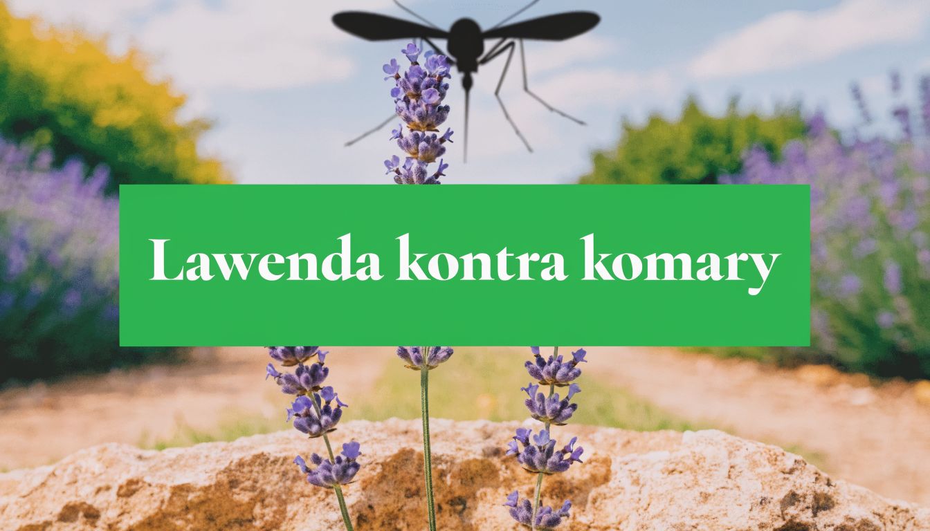 Czy lawenda odstrasza komary? Fakty, mity i skuteczność