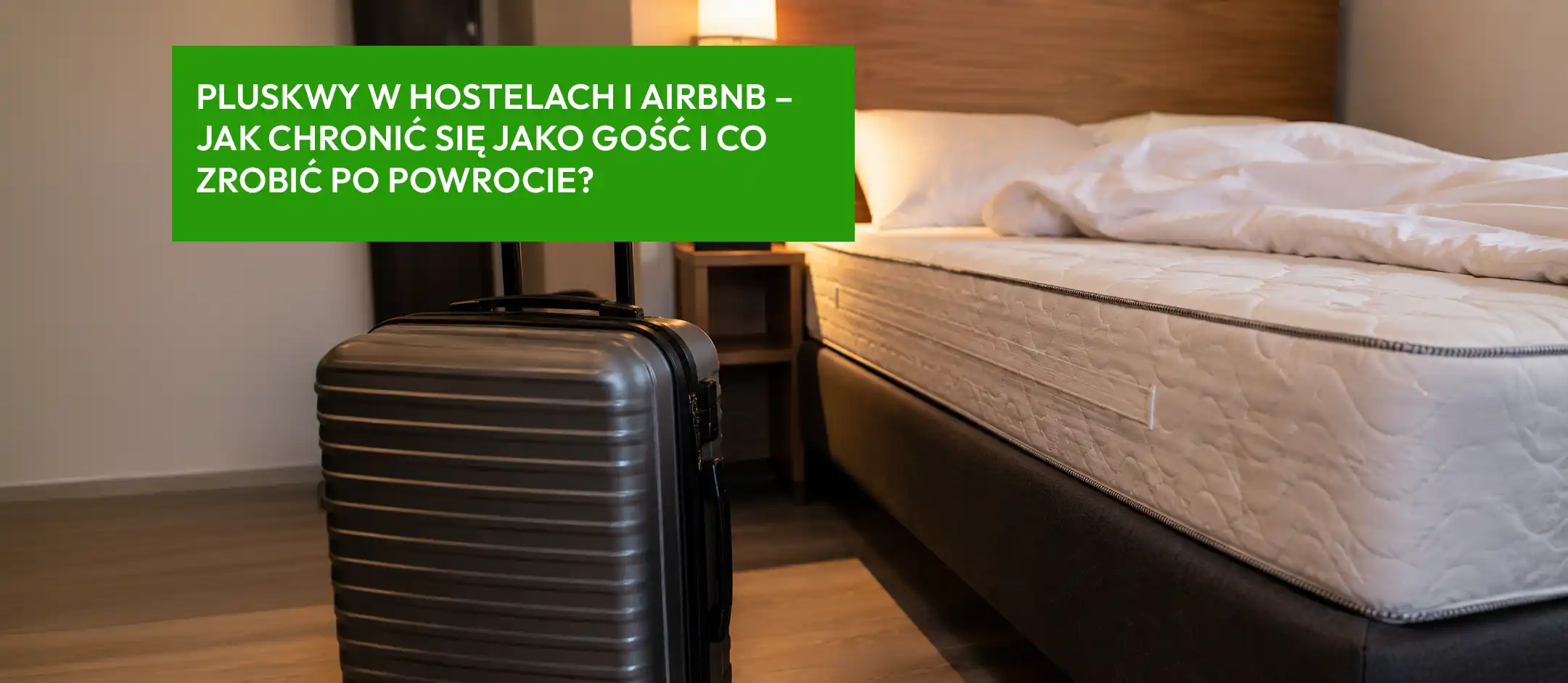 Pluskwy w hostelach i Airbnb – jak chronić się jako gość i co zrobić po powrocie?
