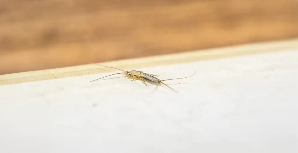 Rybiki cukrowe