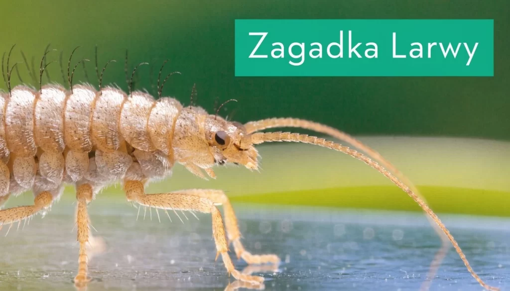 Zbliżenie na larwę rybika cukrowego o brązowym ubarwieniu, poruszającą się po gładkiej powierzchni na zielonym tle.