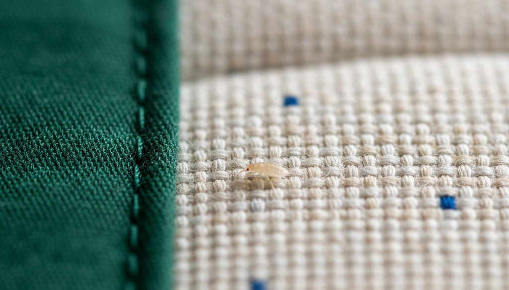 Larwa pluskwy: jak wygląda i gdzie jej szukać w mieszkaniu