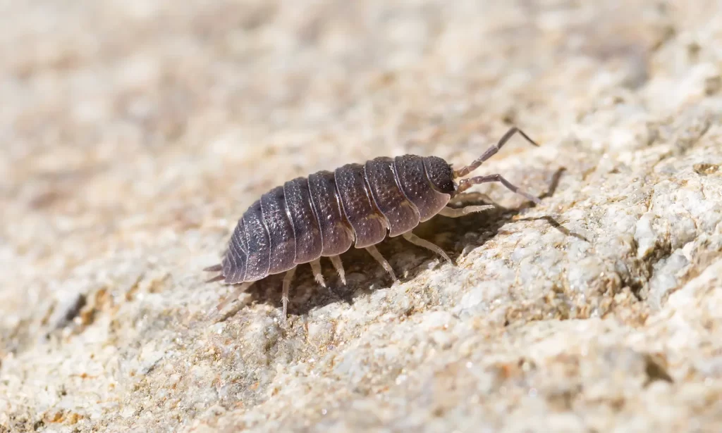 Stonoga murowa (Oniscus asellus) – skorupiak z rodziny Oniscidae, nazywany również stonogiem myszatym. Jest to niewielkich rozmiarów zwierzę, które często zamieszkuje piwnice lub szklarnie, wyrządzając przy tym ogromne szkody, głównie w uprawach roślin